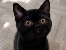 British Shorthair – british shorthair – Dundalk
