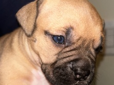 Bulldog – REHOME GLO IS MY NAME I AM 7-8 WEEKS OLD I LOVE EVERYONE WHO FEEDS AND TAKES CARE OF ME – Houston