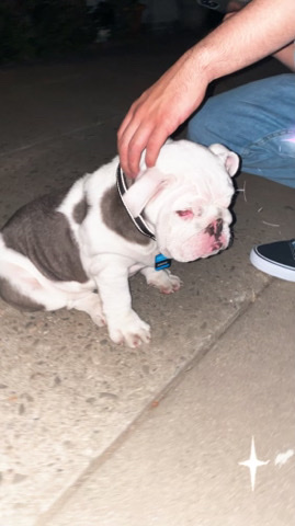 Bulldog – 5 month old English bulldog