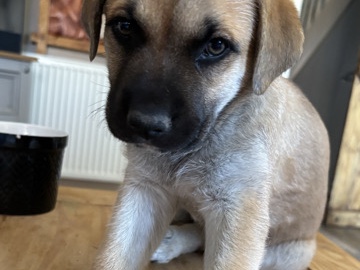 Mixed Breed – puppy – Slough
