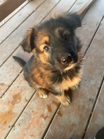 German Shepherd – German shepherd puppies