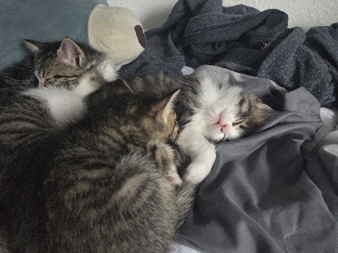 kittens in need of good home – Pflugerville