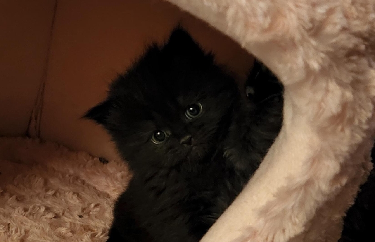 Persian (Traditional) – Gorgeous Persian Kittens