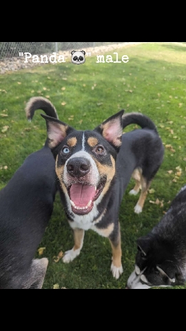 Siberian Husky – 1 year old shepsky puppies