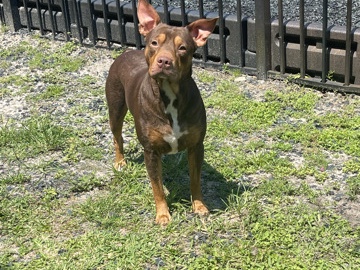 Very loving Dog, unfortunately I need to rehome him asap – Gainesville