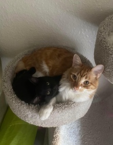 Rehoming Two Kittens