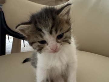 British Longhair – Adorable British Longhair Kitten – 4 Weeks Old – Stanmore