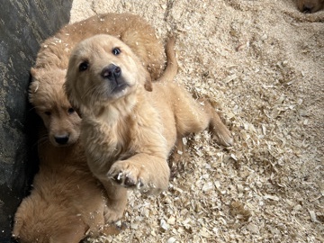 Golden Retriever – Golden Retriever Puppies – San Diego