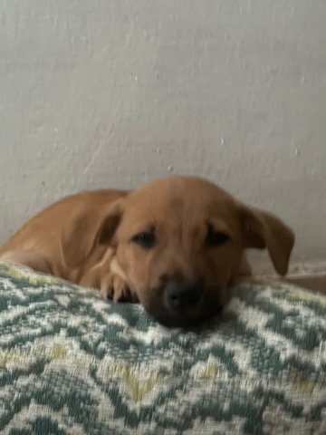 Puppy needs a home: