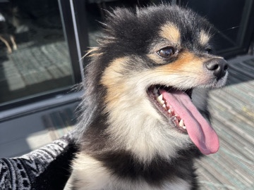 Pomeranian – Pomeranian puppy – Baltimore