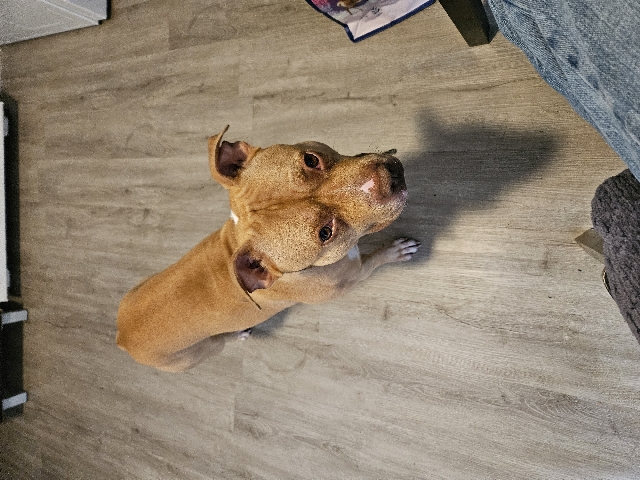 Staffordshire Bull Terrier – lovable dog for sale to good home