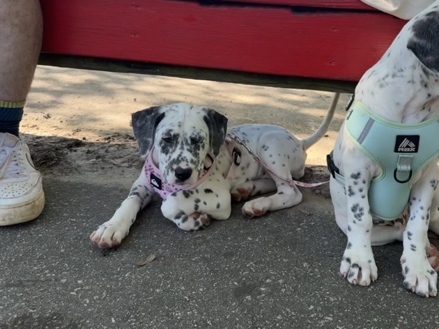 Mixed Breed – DALMATIAN X DOGO ARGENTINO – Flowery Branch