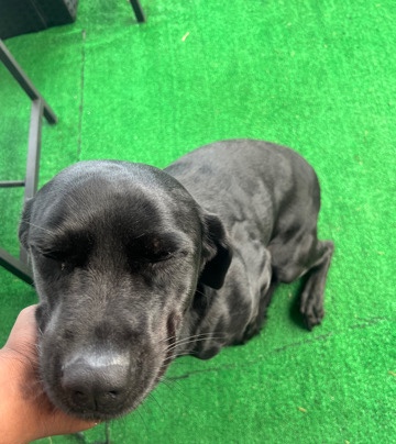 Labrador Retriever – Labrador needs a new home