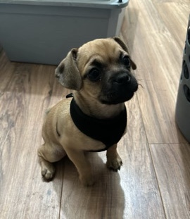 Pug – Mixed pug puppy
