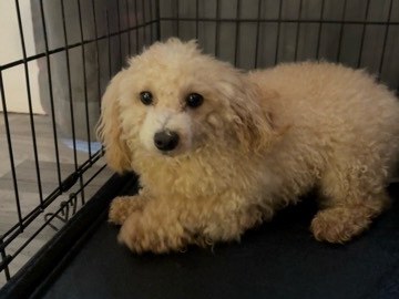 Poodle – toy poodle male – Farmers Branch