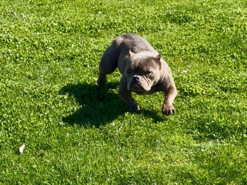 American Bulldog – American bully blue – Canyon Lake