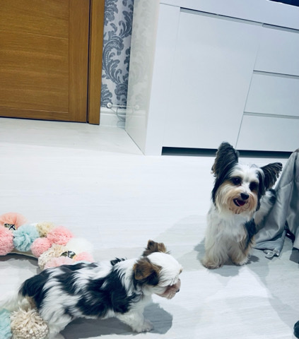 Yorkshire Terrier – Yorkshire terrier pedigree