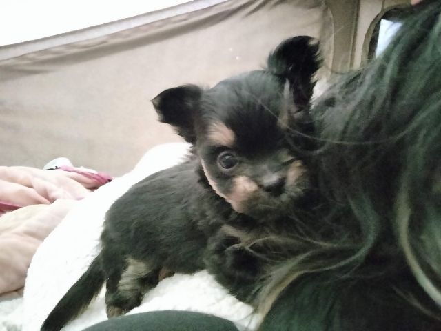 Yorkshire Terrier – Yorkie mixes – Greenville