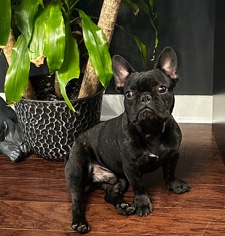 French Bulldog – Brindle Frenchie