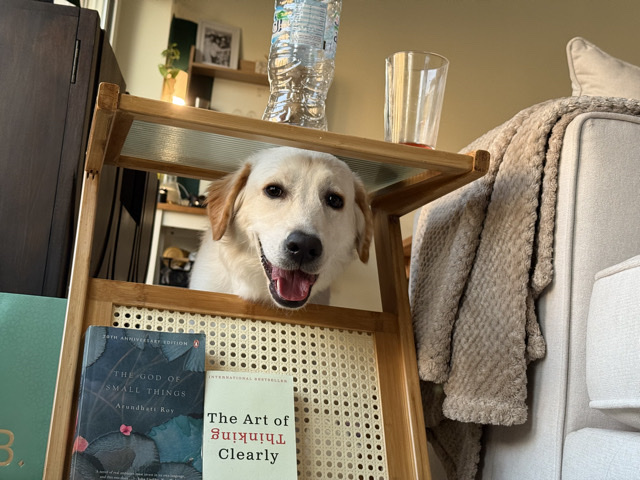 Golden Retriever - Adorable friendly Golden  available for adoption in Dubai