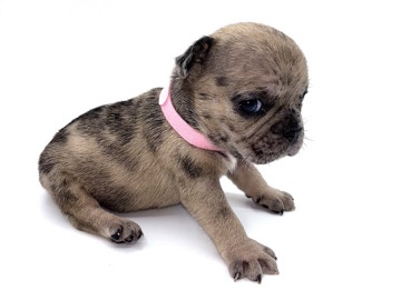 French Bulldog – frenchies – Dickerson