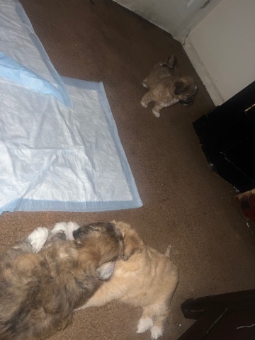Shih Tzu – shih tzu