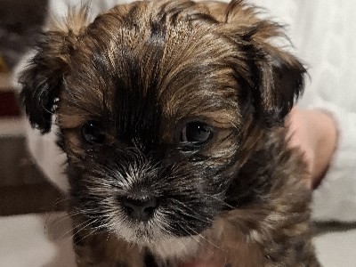 Shih Tzu – shihtzu puppies – Portland