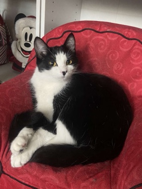 American Shorthair – Tuxedo Cat, Female
