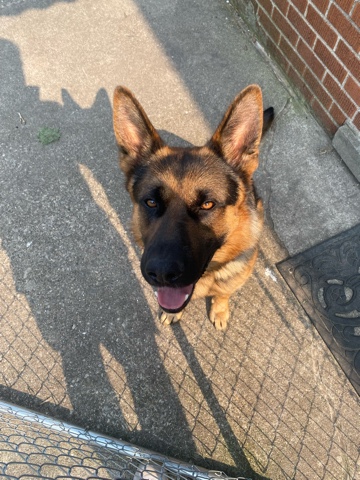 German shepherd
