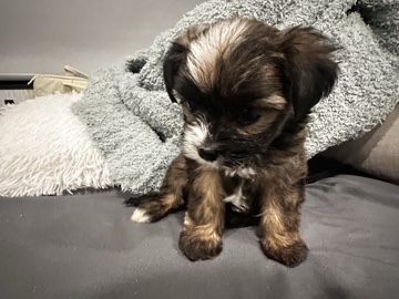 Yorkshire Terrier – yorkiechon – De Kalb