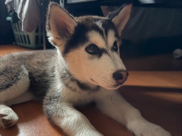 Siberian Husky – Baby boy needs a home – Laguna Hills