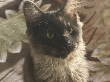 Maine Coon – Pire breed Maine **** – New York