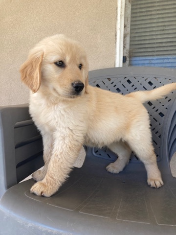 Golden Retriever – Golden Retriever Puppies