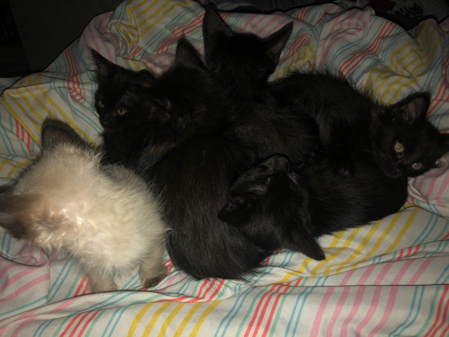 Siamese – Kitty Cats