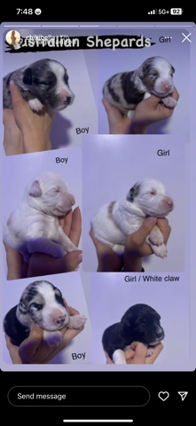Australian Shepherd – puppies beautiful Australian shepherd