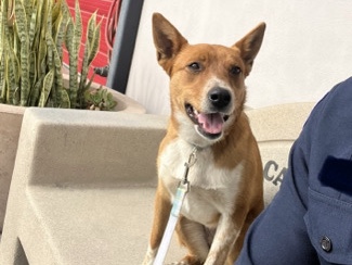 Australian Cattle Dog – Firehouse Find: “Girlies” Search for a Forever Home – Lakewood