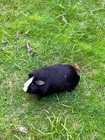 Any – Guinea Pig