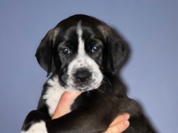 Dalmatian – Dalmatian/husky puppies – Renton