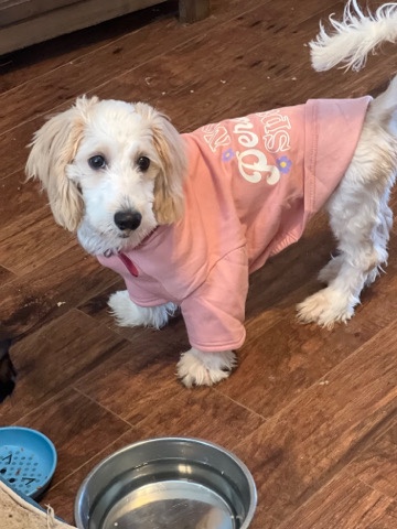 Poodle – standard goldendoodle puppies