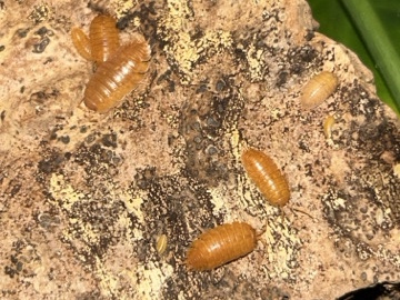 isopods – London