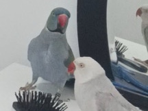 Budgerigar – pr1 5UX – بريستون