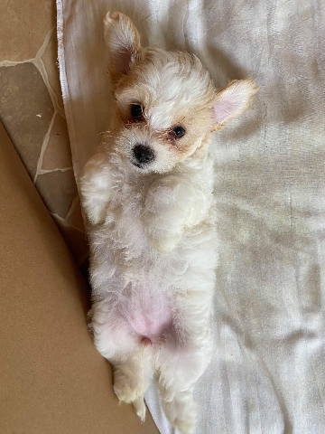 Maltese – cute gorgeous puppies for sale. bargin