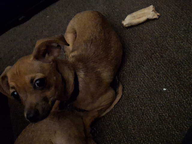 Chihuahua – Chihuahua mix – Atlantis