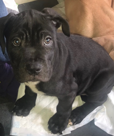 cane corso cross puppys