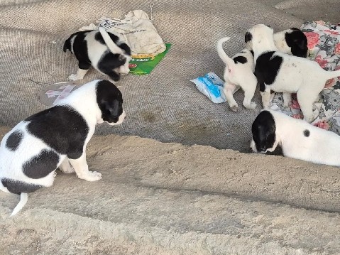 Indian pariah dog – it's male & female – Bengaluru