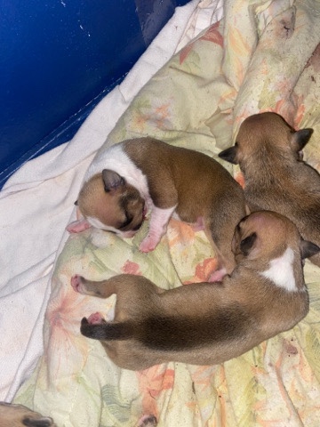 American Pit Bull Terrier – pit bull puppies