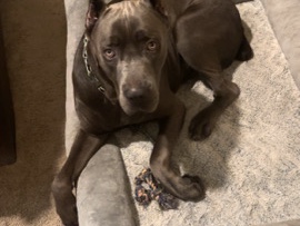 Bronny James needs a new court to play on!!!