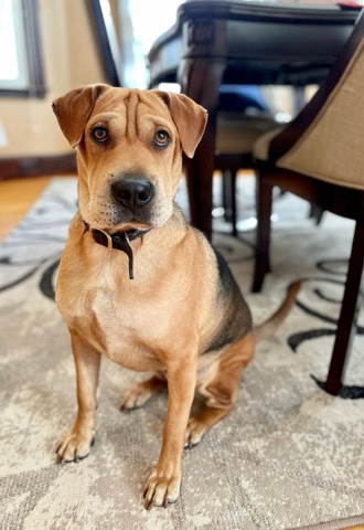 Beagle – Drogo * half sharpei half beagle