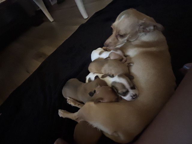 Chihuahua – Daisy’s baby – Scottsdale