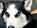 Siberian Husky – 🐾 Meet Iylah – Sweet Husky Looking for a Loving Home 🐾 – New York
